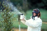 ___ kill bees directly or have sublethal effects that reduce the number of.webp
