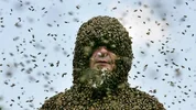 ___ bees kill as many people as terrorists each year in Britain_ Picture.webp