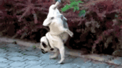 NUJZKPi2CpqpO.gif