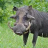 SkyBlueWarthog